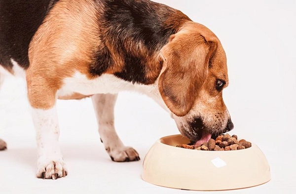 Natural Dog Food Preservatives Used in Premium Pet Food Formulations