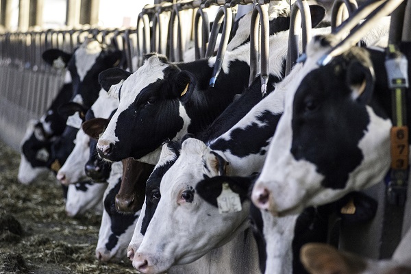 How to Choose the Right Botanical Ruminant Feed Additives?