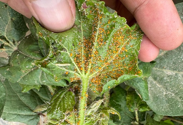 Case Study: Allicin in Organic Pest Control Solutions