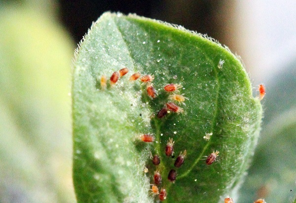 How Matrine Is Used Across Different Crops: Case Studies