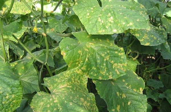 Lentinan Performance in Integrated Pest Management