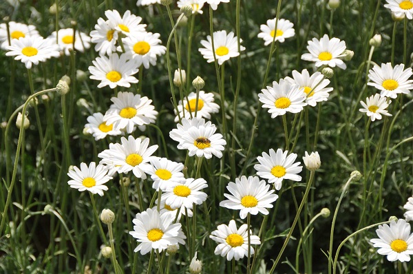 Pyrethrum
