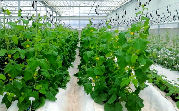 Greenhouse crops