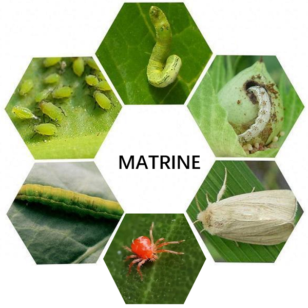 Why Botanical Pesticide Ingredient Matrine Are Reshaping Modern Agriculture