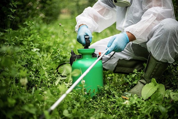 Rotenone Supplier Q&A: Expert Answers for Pesticide Manufacturers