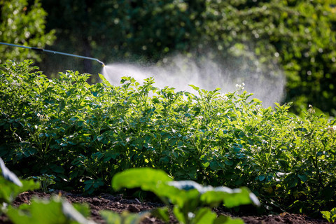 Rotenone Supplier Market Analysis for Pesticide Manufacturers