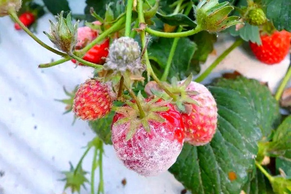 Top 7 Benefits of Osthole in Pesticides for Strawberry and Grape Crops