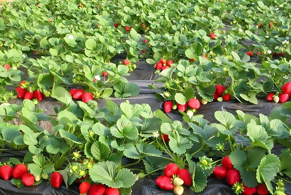 Top 7 Benefits of Osthole in Pesticides for Strawberry and Grape Crops