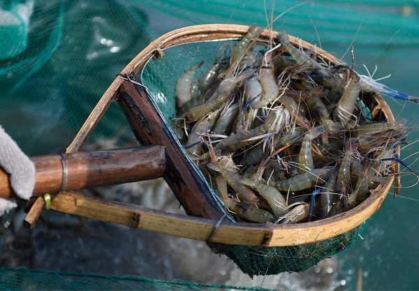 Is Tea Saponin Safe for Fish and Shrimp in Aquaculture?
