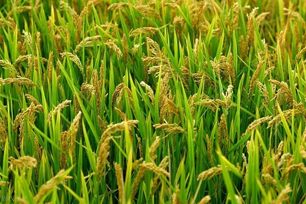 Tea Saponin for Snail Control: Natural Solutions for Rice Farming