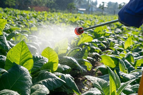 Why Botanical Insecticides Are Gaining Market Share: The Strategic Value of High-Purity Pyrethrins