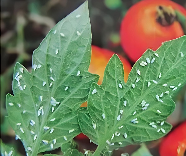 Whiteflies