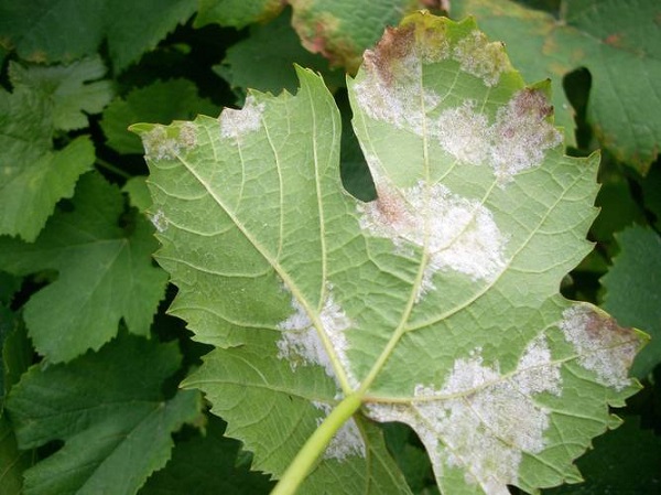 Downy mildew