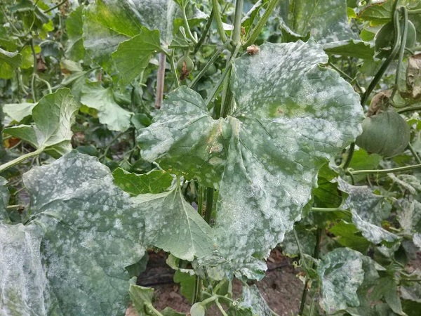 Mildew in Cucumbers