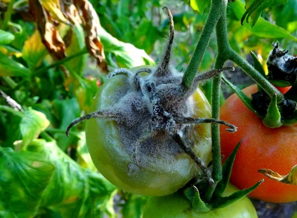 Can Physcion Help Control Fungal Diseases in Vegetables and Fruits?