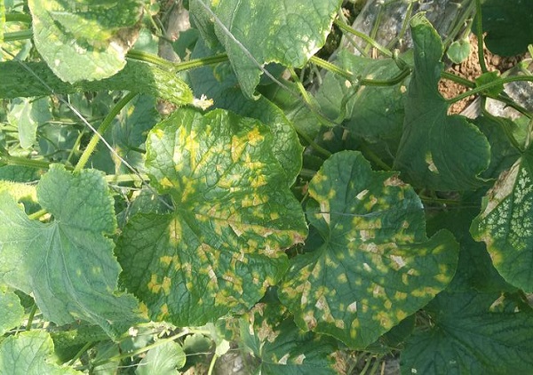 Why Physcion Is a Leading Choice in Natural Fungicide Solutions