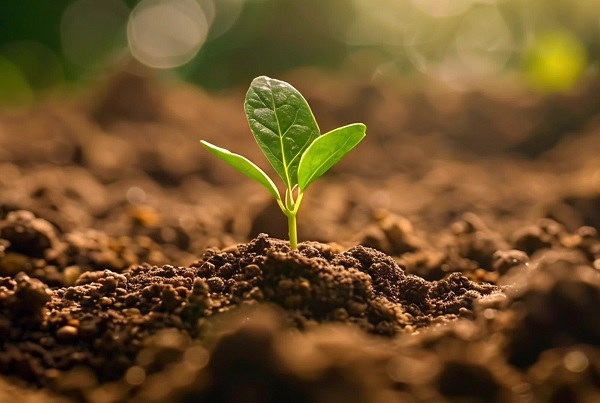 Why Agricultural Companies Are Turning to Lentinan Solutions