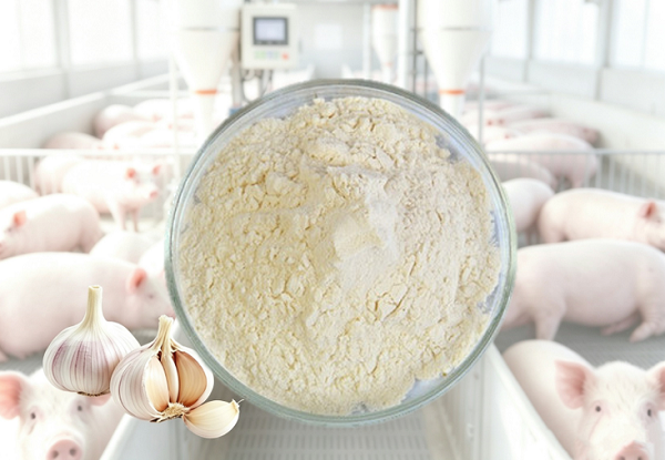 Wholesale Allicin Powder Feed Additive For Distributors and Brands