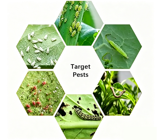 Celastrus Angulatus Extract Target Pests