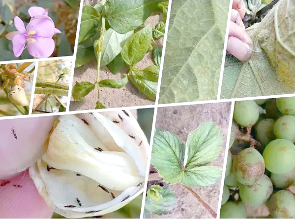 The Science Behind Veratrine Insecticide: Action Mechanism & Bioactivity Preservation