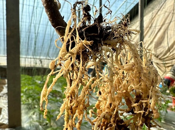 Allicin for Soil-Borne Pathogens: Controlling Fusarium and Root-Knot Nematodes Naturally