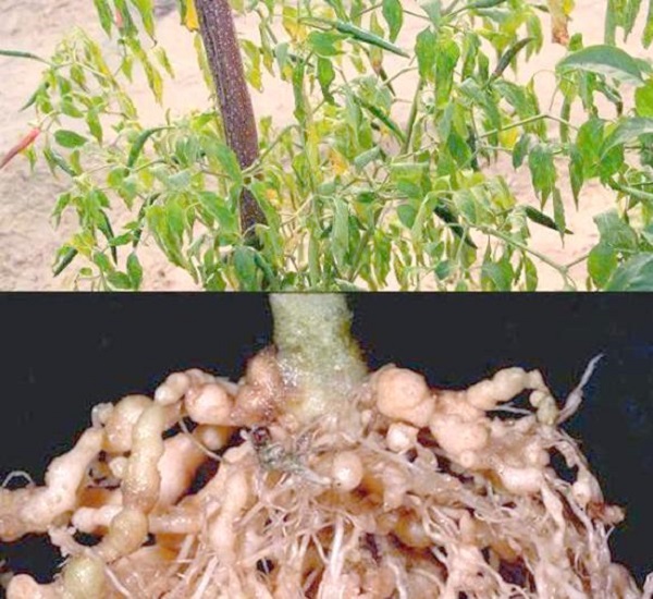 Allicin for Soil-Borne Pathogens: Controlling Fusarium and Root-Knot Nematodes Naturally