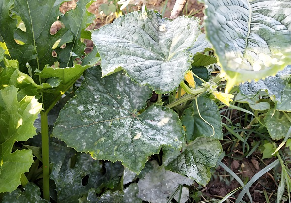 Cucumbers Powdery Mildew