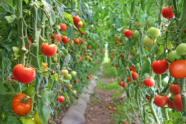 Tomatoes