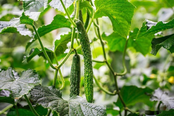 Cucumbers