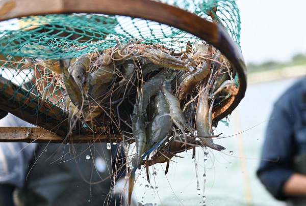 Rotenone in Invasive Species Management: Best Practices for Fisheries & Ecology Projects