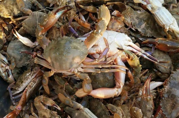 Rotenone in Invasive Species Management: Best Practices for Fisheries & Ecology Projects
