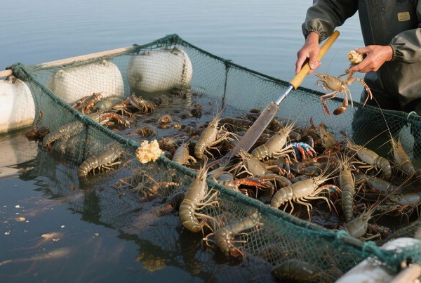 Rotenone in Aquaculture: Pond Clearing for Shrimp and Crab Farms