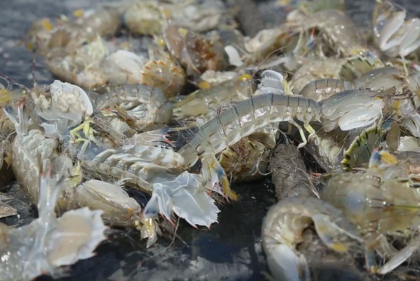 Rotenone in Aquaculture: Pond Clearing for Shrimp and Crab Farms