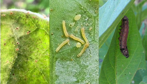 Application of Stemona Japonica Extract