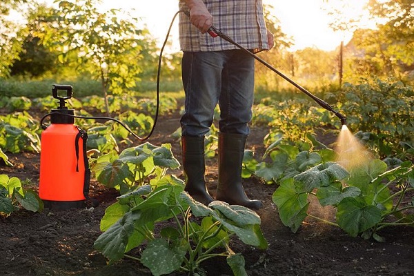 Replacing Synthetic Insecticides: How Stemona Japonica Extract Solves Pest Resistance
