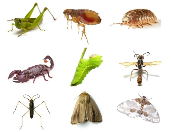 Agricultural pests