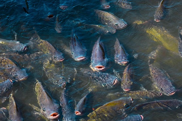 Matrine and Osthole for Fish Parasites